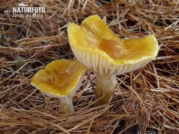 šťavnačka smrekovcová (Hygrophorus lucorum)