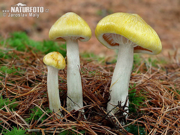 šťavnačka smrekovcová (Hygrophorus lucorum)