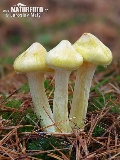 šťavnačka smrekovcová (Hygrophorus lucorum)