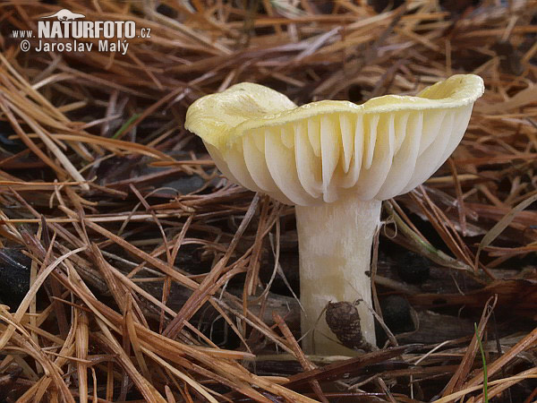 šťavnačka smrekovcová (Hygrophorus lucorum)