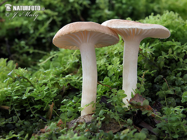 šťavnačka vláknitá (Hygrophorus arbustivus)