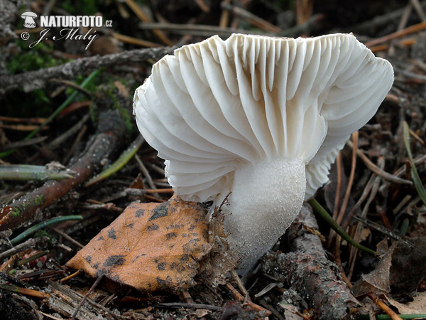 šťavnačka voňavá (Hygrophorus agathosmus)