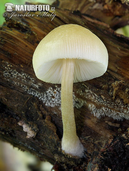 štítovka hľúzkovitá (Pluteus semibulbosus)