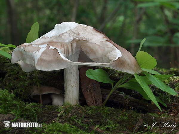 štítovka jelenia (Pluteus cervinus)