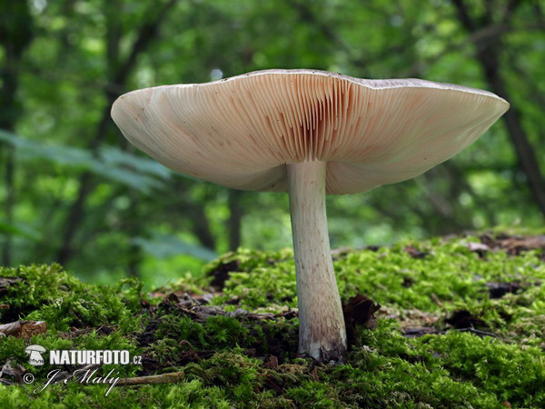 štítovka jelenia (Pluteus cervinus)