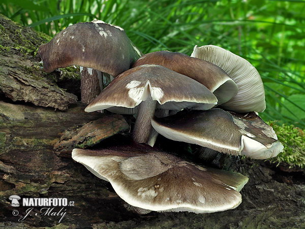 štítovka jelenia (Pluteus cervinus)