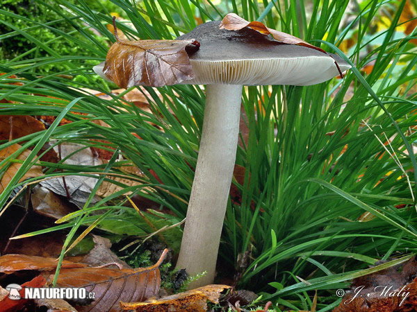 štítovka jelenia (Pluteus cervinus)