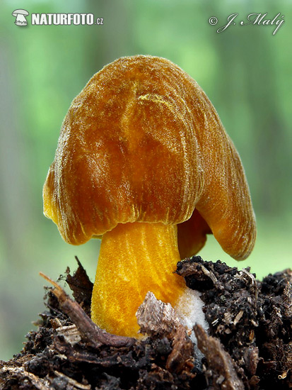 štítovka - Pluteus flavofuligineus (Pluteus cf. flavofuligineus)