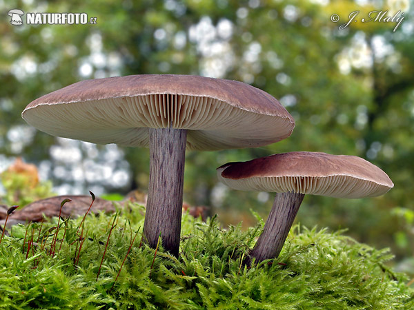 štítovka Pouzarova (Pluteus pouzarianus)