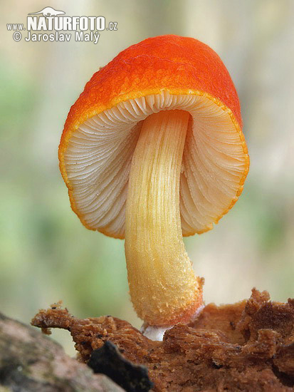 štítovka šarlátová (Pluteus aurantiorugosus)