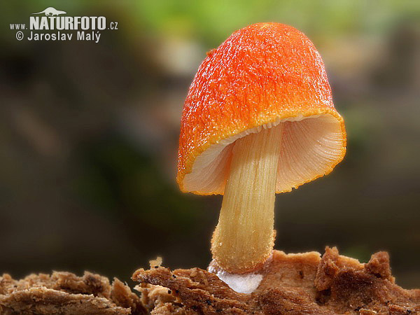 štítovka šarlátová (Pluteus aurantiorugosus)