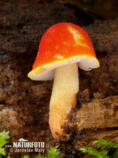 štítovka šarlátová (Pluteus aurantiorugosus)