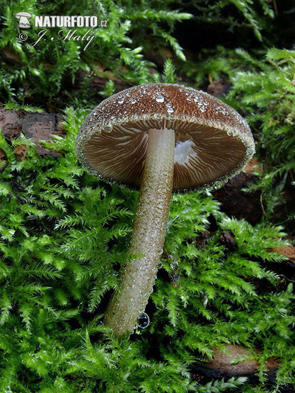 štítovka vláknitá (Pluteus umbrosus)