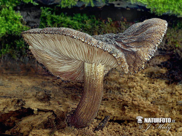 štítovka vláknitá (Pluteus umbrosus)