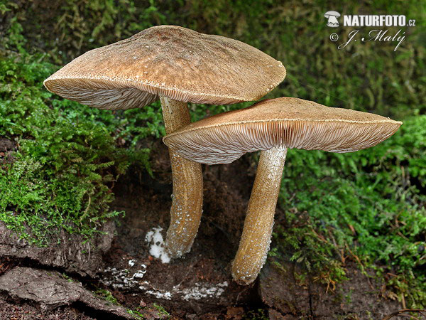 štítovka vláknitá (Pluteus umbrosus)