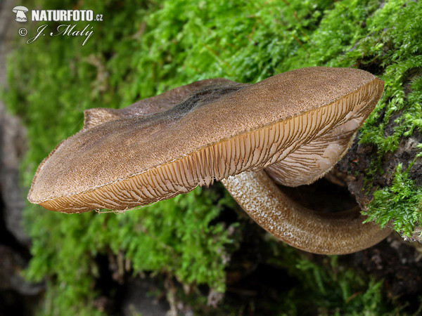 štítovka vláknitá (Pluteus umbrosus)