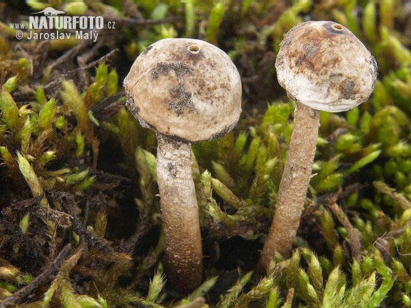 stopkovec zimný (Tulostoma brumale)