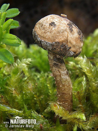 stopkovec zimný (Tulostoma brumale)