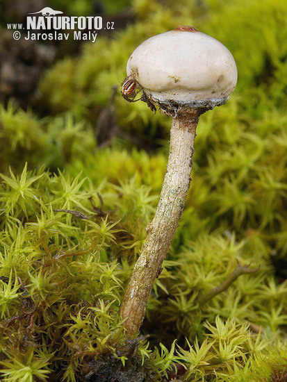 stopkovec zimný (Tulostoma brumale)