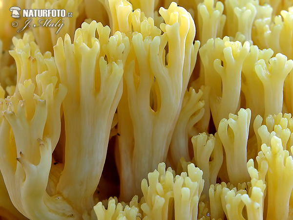 strapačka - Ramaria pallidosaponaria (Ramaria pallidosaponaria)