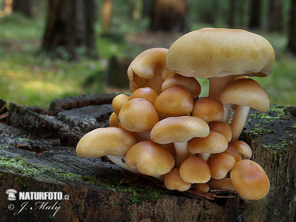 strapcovka maková (Hypholoma capnoides)