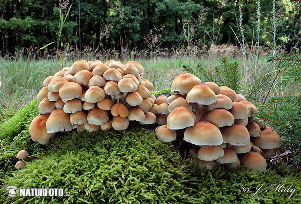 strapcovka zväzkovitá (Hypholoma fasciculare)