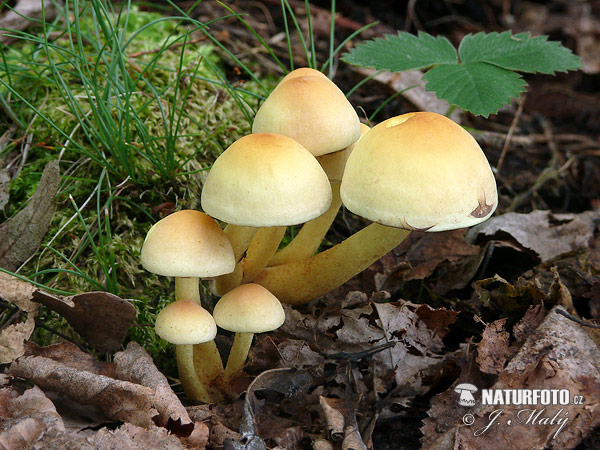 strapcovka zväzkovitá (Hypholoma fasciculare)