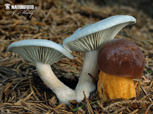 strmuľka anízová (Clitocybe odora)