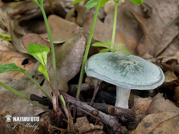 strmuľka anízová (Clitocybe odora)