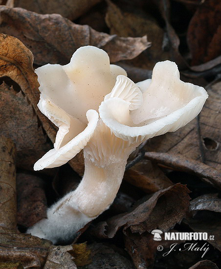 strmuľka bližšie neurčená (Clitocybe sp. 1)