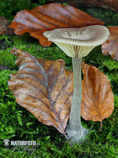 strmuľka bližšie neurčená (Clitocybe sp.)