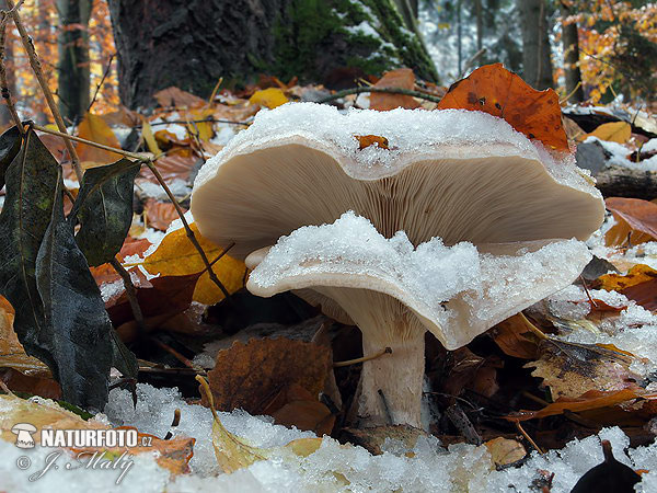 strmuľka inovaťová (Clitocybe nebularis)