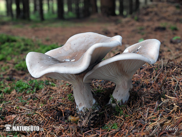 strmuľka inovaťová (Clitocybe nebularis)