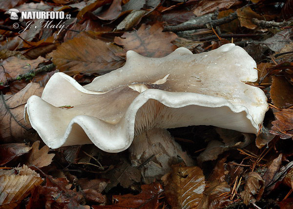 strmuľka inovaťová (Clitocybe nebularis)