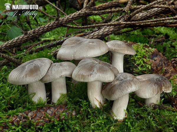 strmuľka inovaťová (Clitocybe nebularis)