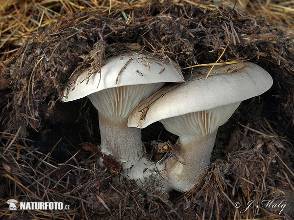 strmuľka inovaťová (Clitocybe nebularis)