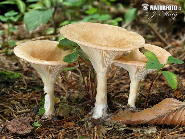 strmuľka lievikovitá (Clitocybe gibba)