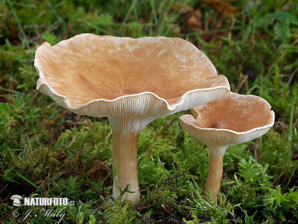 strmuľka lievikovitá (Clitocybe gibba)