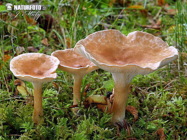 strmuľka lievikovitá (Clitocybe gibba)