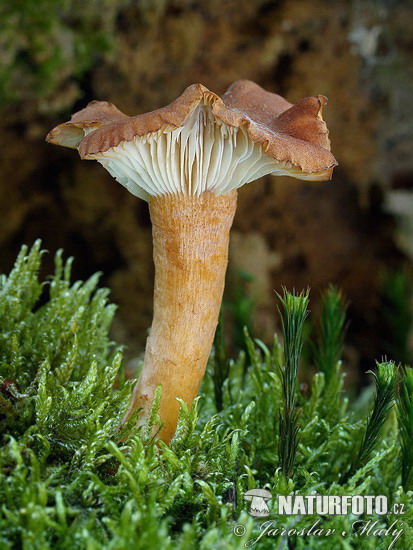 strmuľka spálenisková (Clitocybe sinopica)