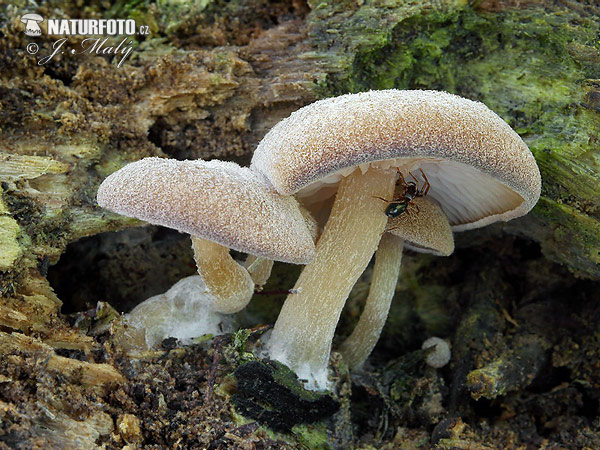 strmuľka - Trichocybe puberula (Trichocybe puberula)