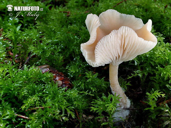 strmuľka voňavá (Clitocybe fragrans)