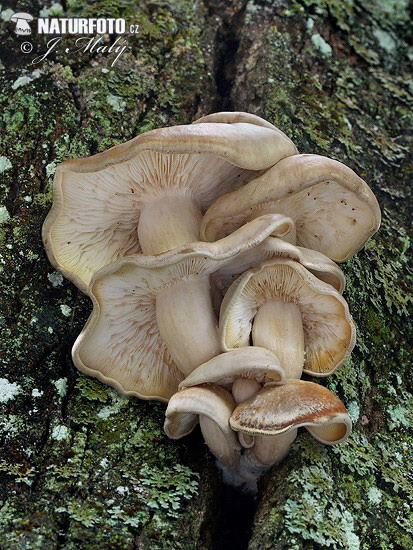 strmuľkovec drevný (Ossicaulis lignatilis)