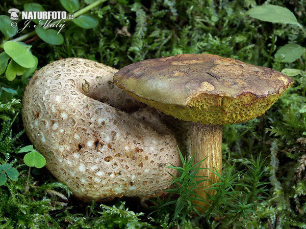 suchohríb cudzopasný (Pseudoboletus parasiticus)