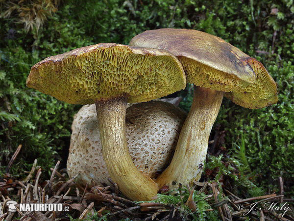 suchohríb cudzopasný (Pseudoboletus parasiticus)