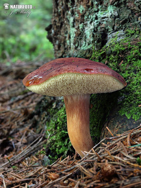 suchohríb hnedý (Boletus badius)