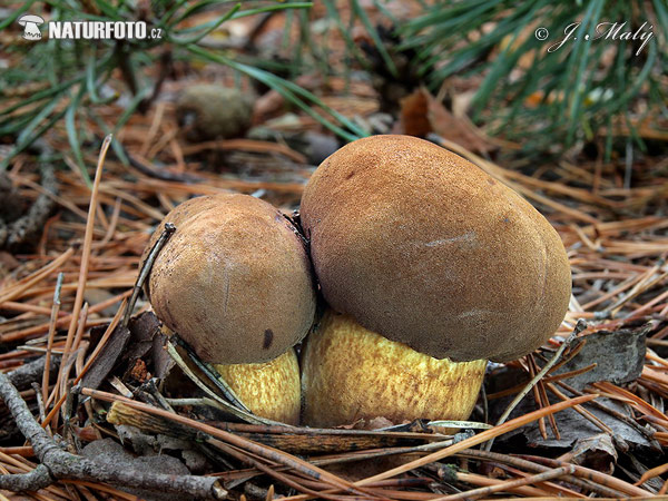 suchohríb hnedý (Boletus badius)