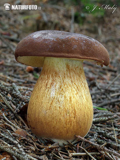 suchohríb hnedý (Boletus badius)