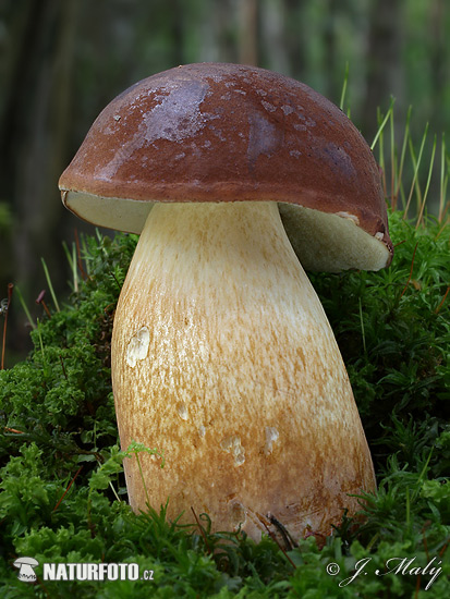 suchohríb hnedý (Boletus badius)