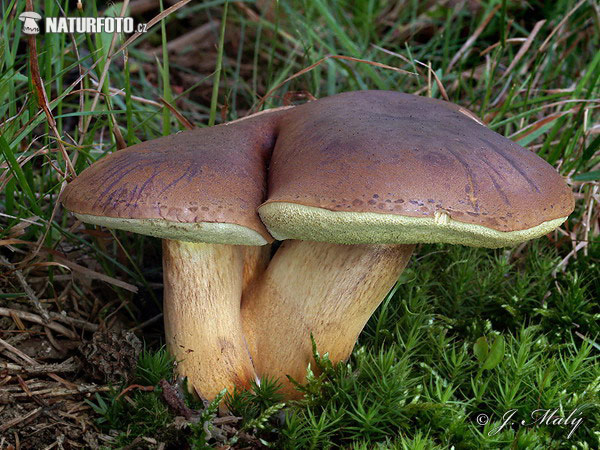 suchohríb hnedý (Boletus badius)